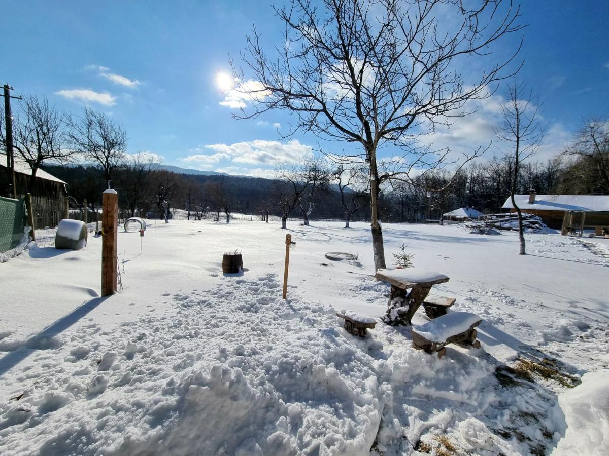 Casa Primitoare In Inima Naturii Si Padurii Rasca  Exterior foto
